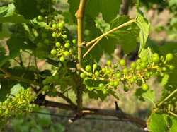 Illustration de la galerie