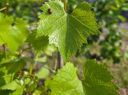 Illustration de la galerie