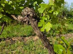 Illustration de la galerie