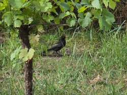 Illustration de la galerie