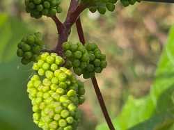 Illustration de la galerie