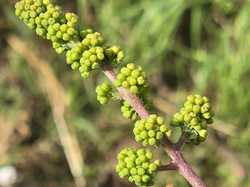 Illustration de la galerie