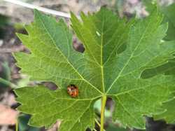 Illustration de la galerie